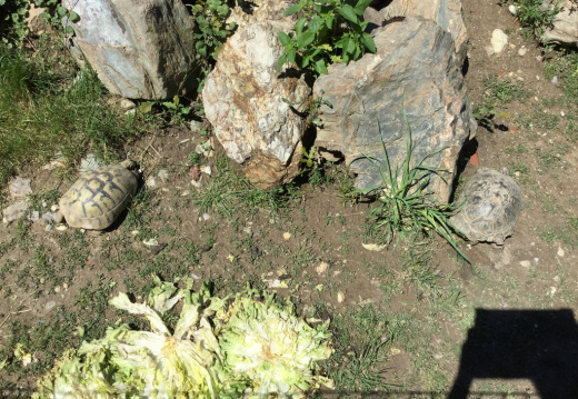 IMG 0375 (781 visits) IMG 0375