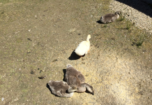 IMG 0380 (772 visits) IMG 0380