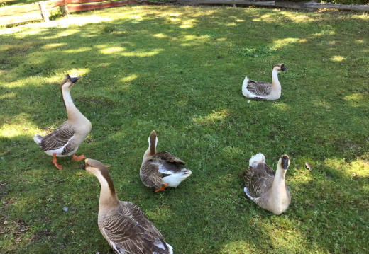 IMG 0398 (722 visits) IMG 0398