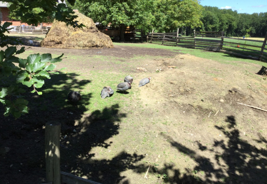 IMG 0399 (699 visits) IMG 0399