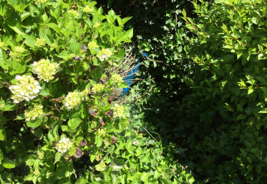 IMG 0427 (763 visits) IMG 0427