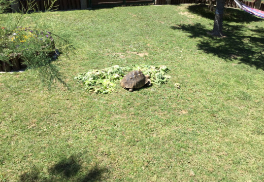 IMG 0443 (729 visits) IMG 0443