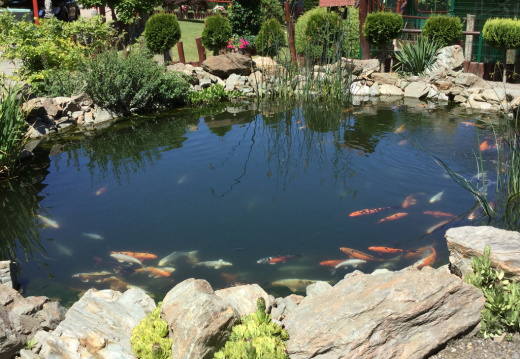 IMG 0449 (534 visits) IMG 0449
