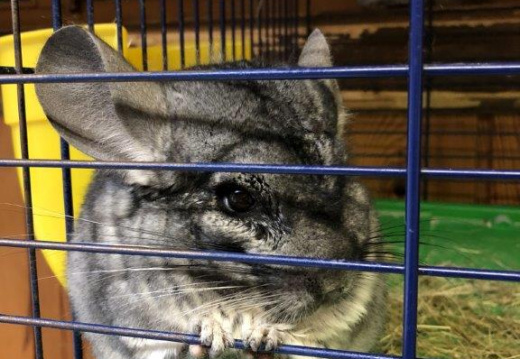 IMG 0485 (4678 visits) IMG 0485