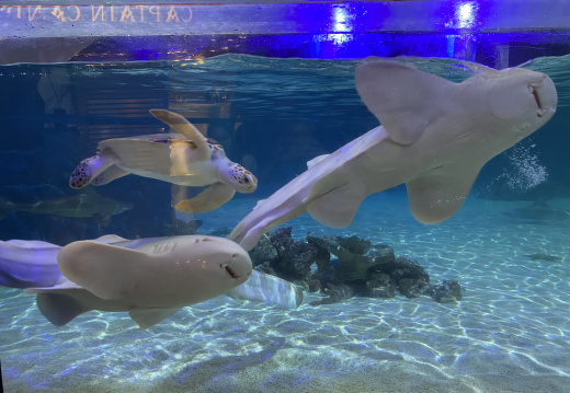 image00047