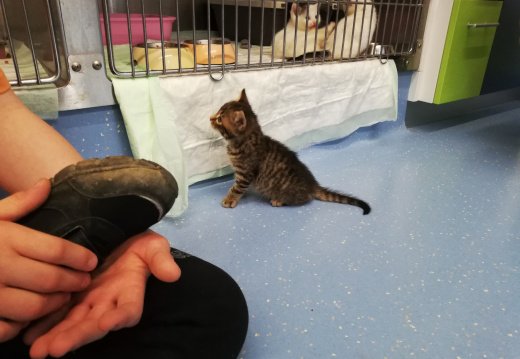 Obisk veterinarske postaje