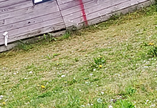 1000027456