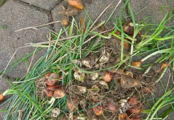 POBRANE VRTNINE 4292d404-94e0-4490-a013-707f08fdb2e8