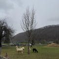 IMG 5960